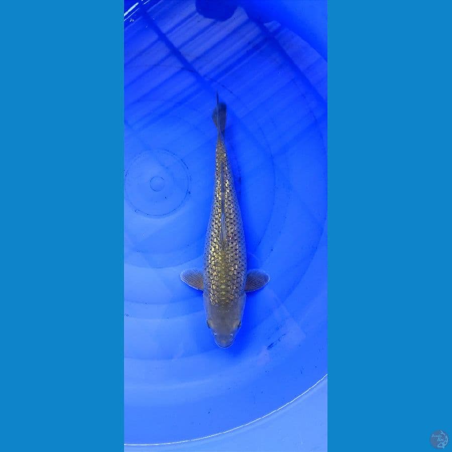 Midori Ginrin 37cm