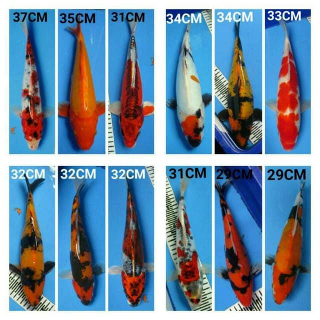 MIX MAX@10EKOR DOITSHU DAN 2EKOR SISIK