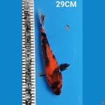 SHOWA 29CM