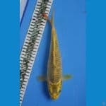 MUKASHI 30CM