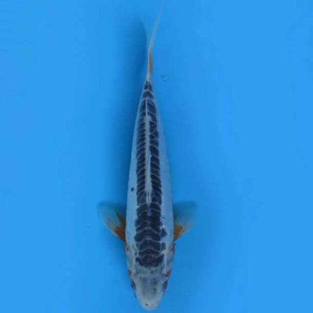 Sushui 27 cm