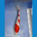 Kohaku