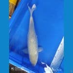 sorgin 40 cm fm