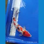 sanke 35 cm