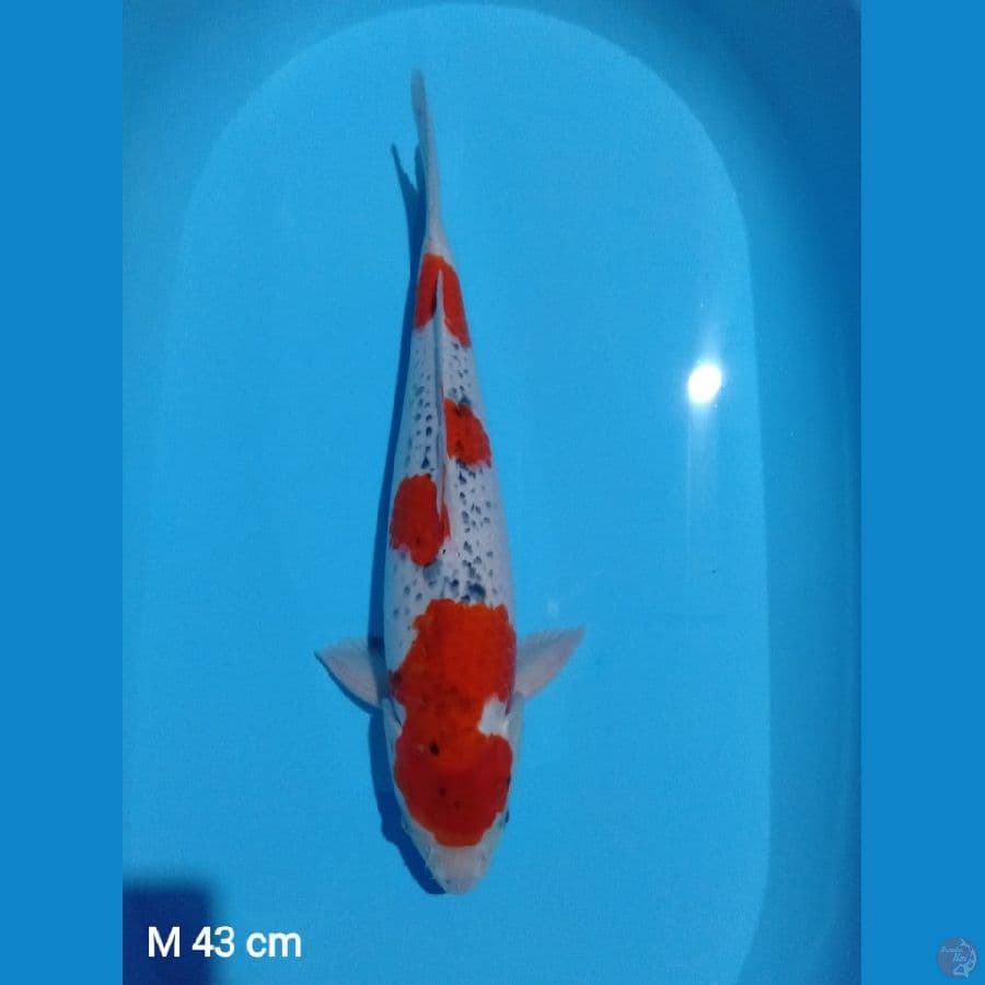 43cm goshiki (male)