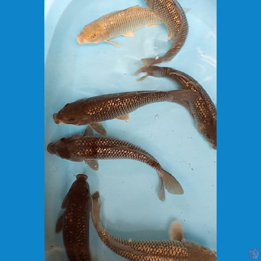 mix soragoi ginrin 27-31 cm 