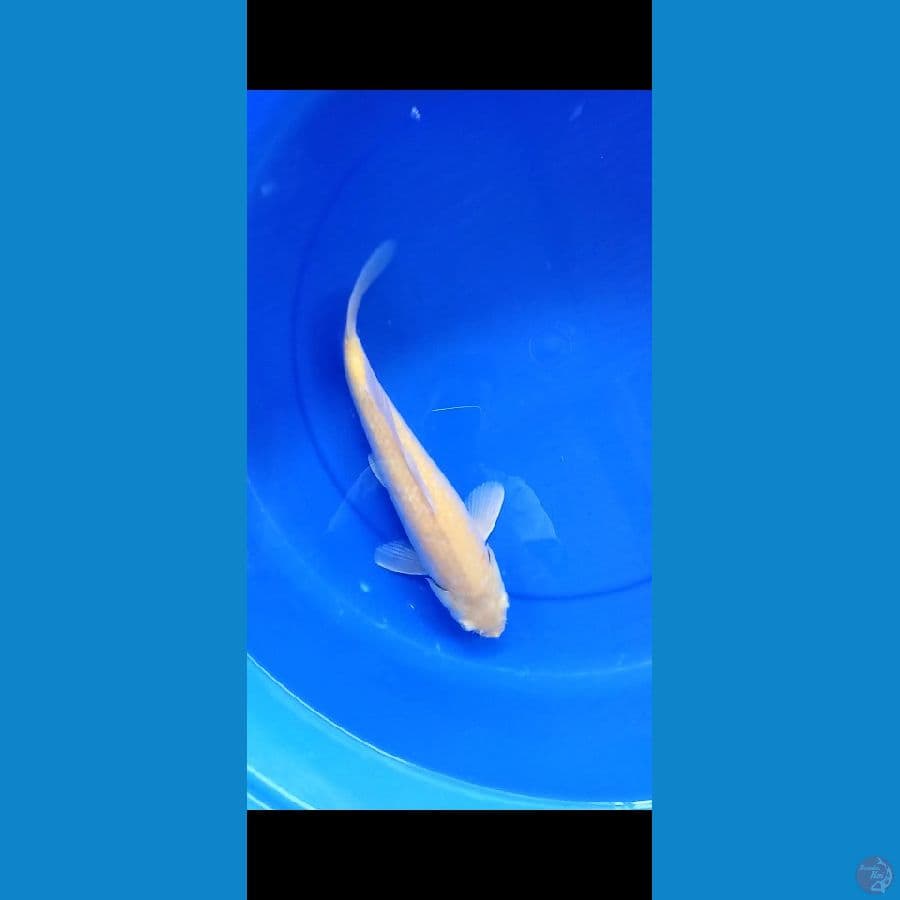 Karasi MM 35 male