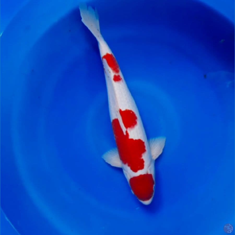 Maruten Kohaku HQ