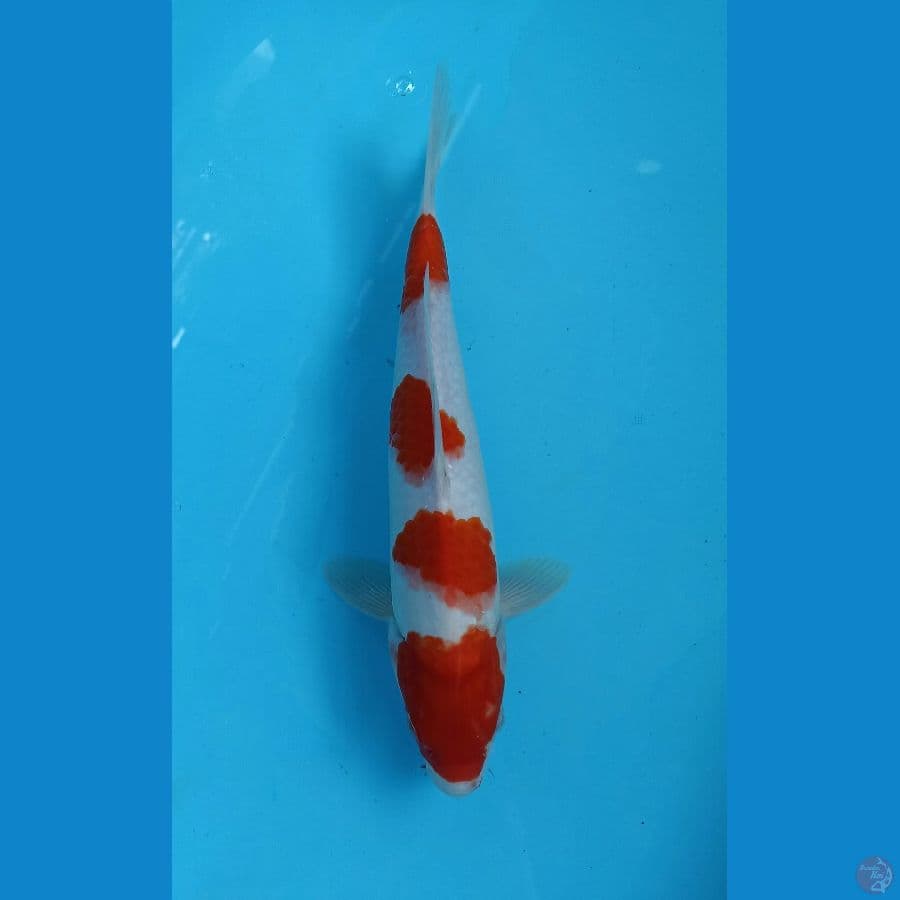 kohaku 28cm