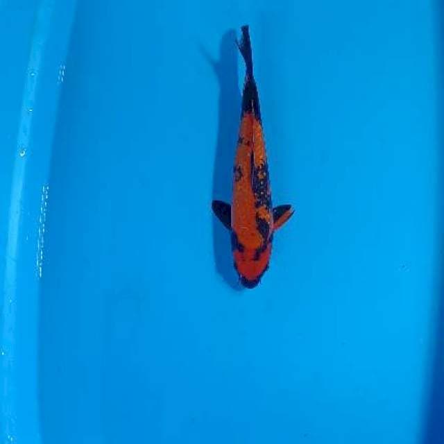Hi utsuri strong 30cm