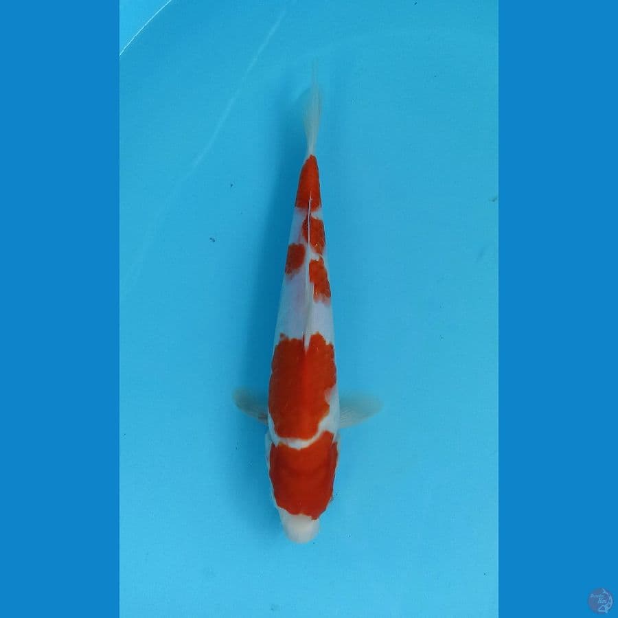 kohaku 26cm