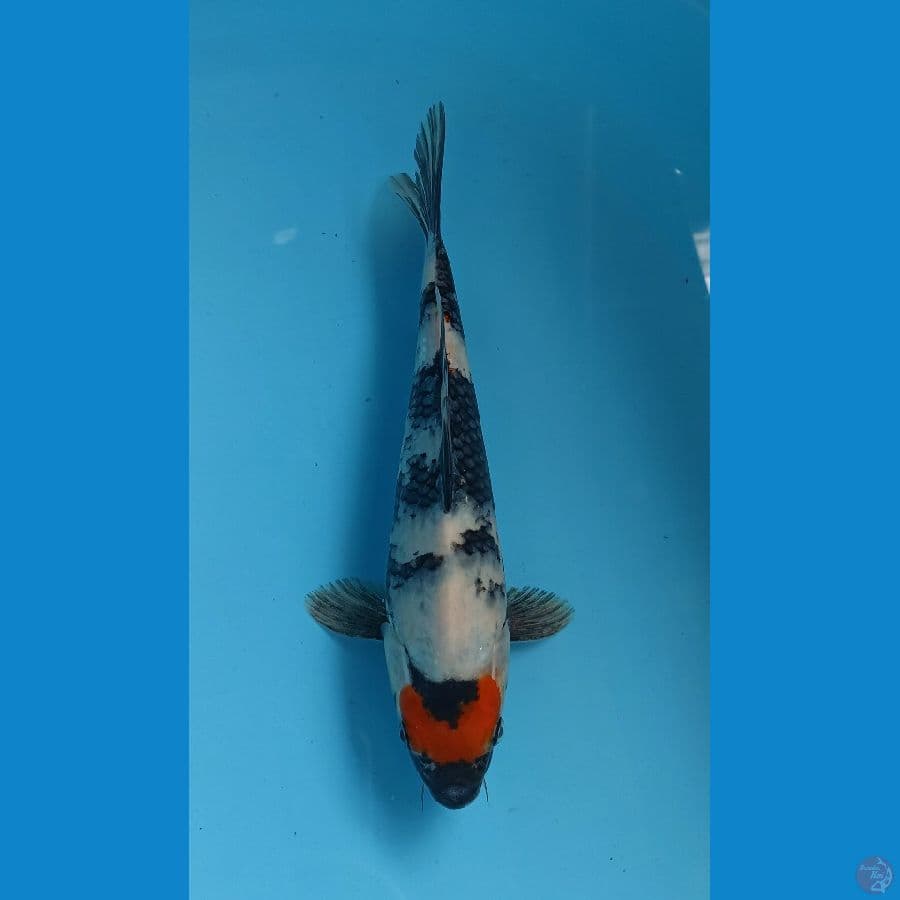 tancho showa 26cm