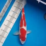 Kohaku 