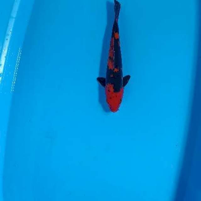 Hi utsuri strong 28cm