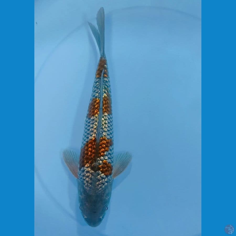 OCHIBA GINDRIN ORYGINAL.  30cm