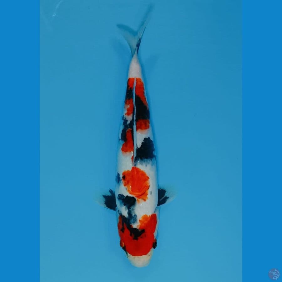 SHOWA 33CM