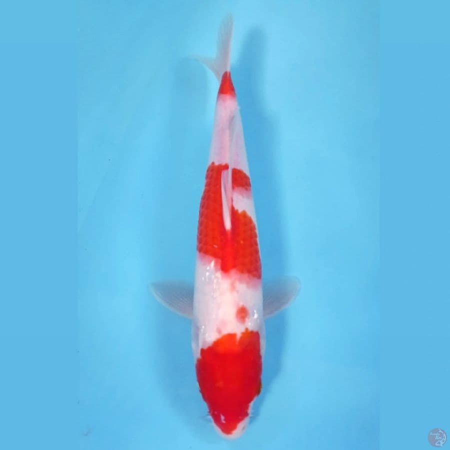 kohaku, 31 cm