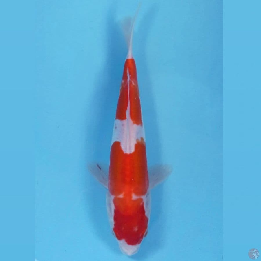 kohaku doitsu, 23 cm