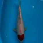 Original Tancho Showa Tategoi 36cm