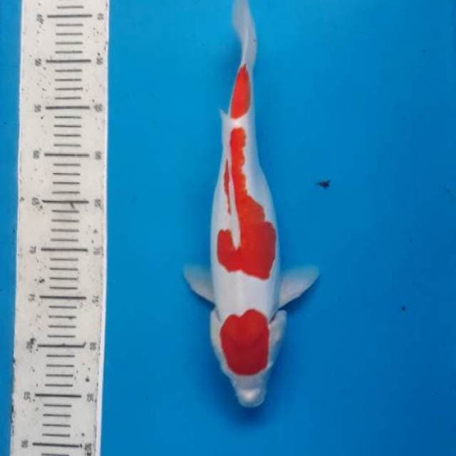 Kohaku