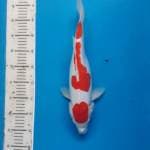 Kohaku 