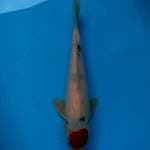 Original Tancho Showa Tategoi 34cm