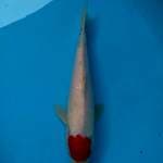 Original Tancho Showa tategoi 31cm