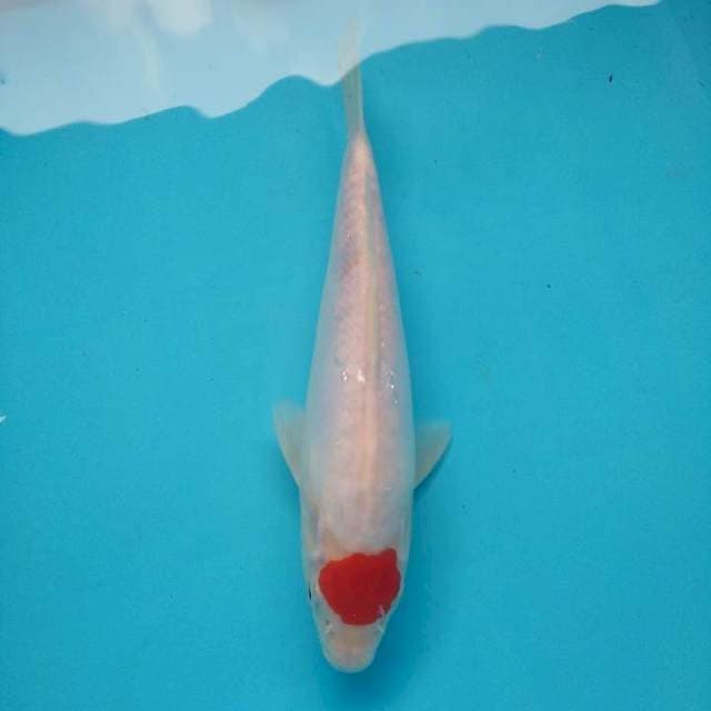 Original Tancho Kohaku Doitsu Murni 29cm