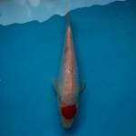 Original Tancho Kohaku Doitsu Murni 29cm
