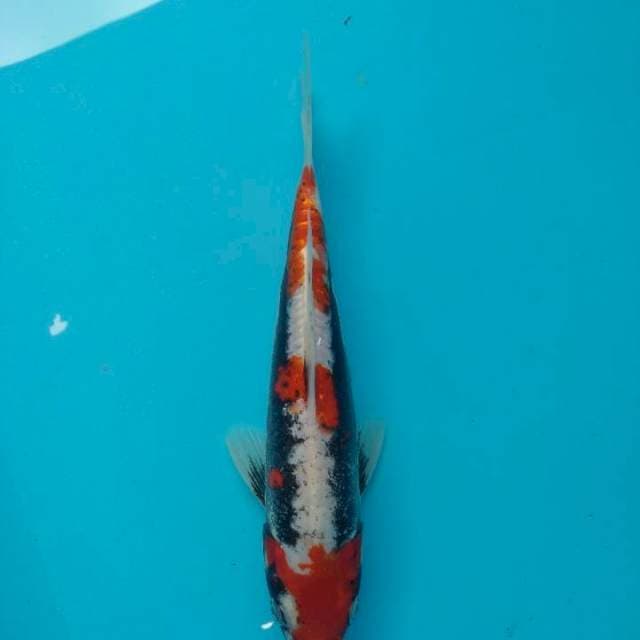 Beni Kumonryu 25cm