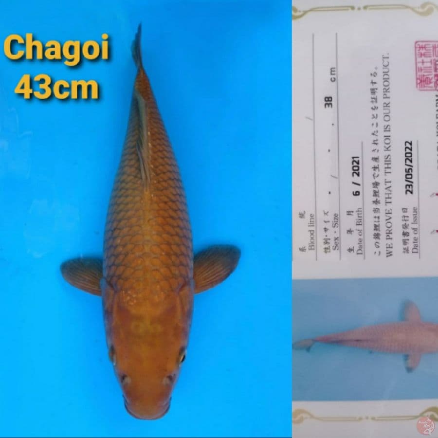 OGATA CHAGOI 45CM