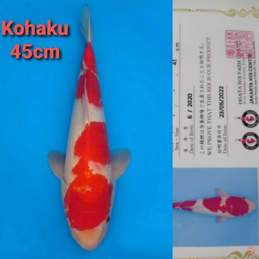 OGATA KOHAKU 45CM