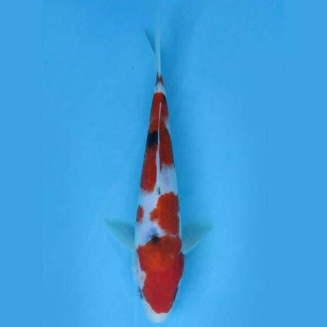 Near Koi - Imagine 19cm