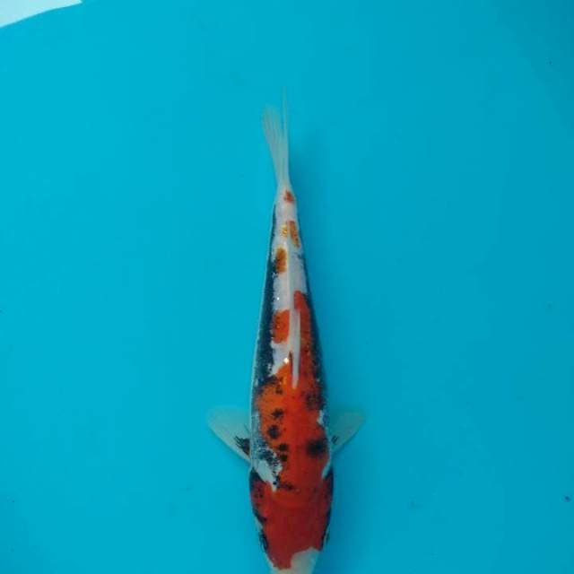 Beni Kumonryu 23cm
