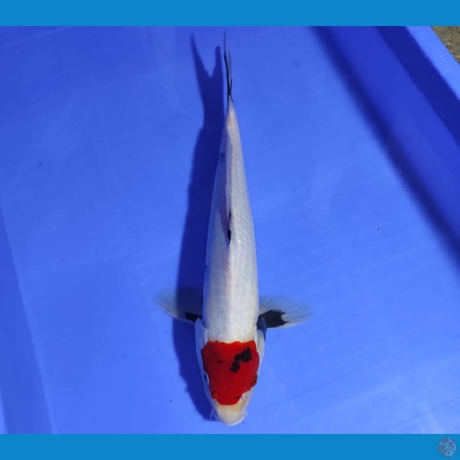 TANCHO SHOWA 37CM/MALE