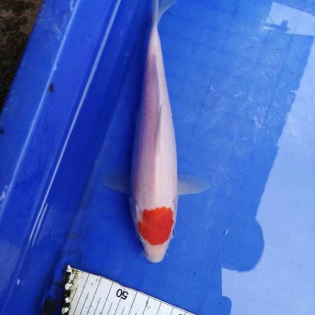 Tancho kohaku ori