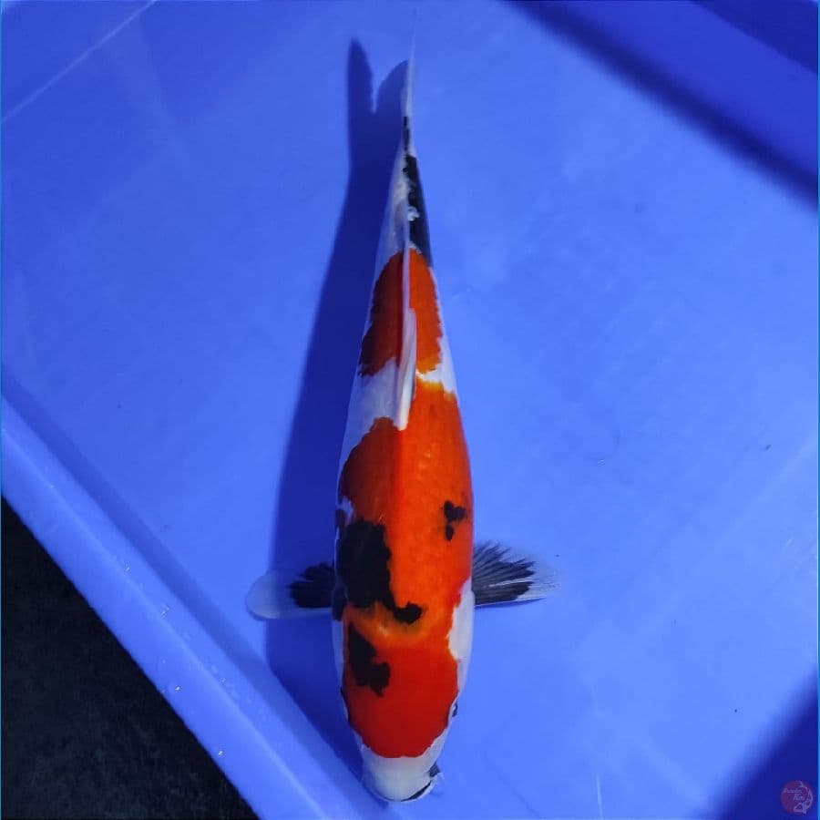 SHOWA 40CM/FEMALE