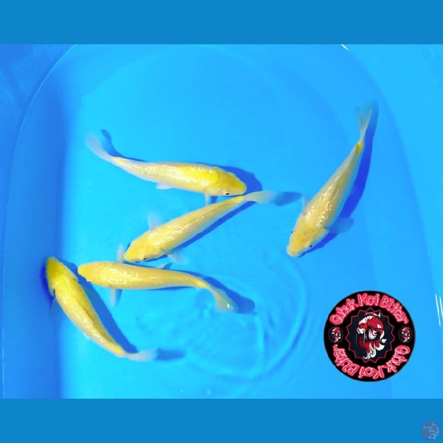 MINION 21 ~ Karashi Gindrin MM 5 Ekor