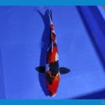 CHIKARA 4 ~ HQ SHOWA SANSHOKU 36CM/MALE