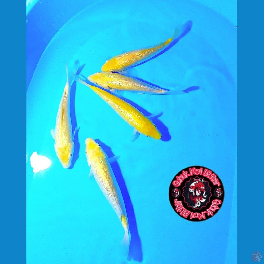 MINION 22 ~ Karashi Gindrin MM 5 Ekor