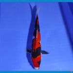 CHIKARA 5 ~ HQ SHOWA 35CM/MALE