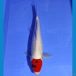 YUWAKU 8 ~ TANCHO SHOWA 38CM/MALE