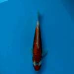Maruten kikoryu 24cm