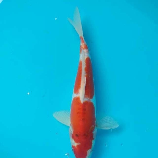 Doitsu Sanke Murni 28cm