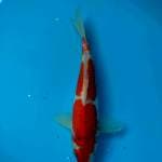 Doitsu Sanke Murni 28cm
