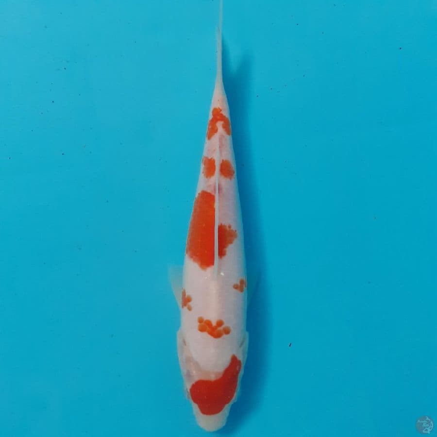 kKOHAKU SAKURA//ML/19 CM*