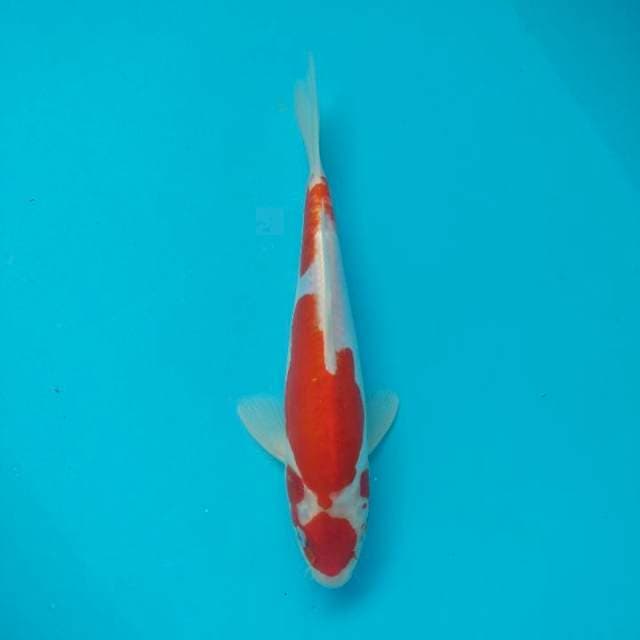 Maruten Doitsu Kohaku Murni HQ 26cm