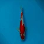 Maruten Doitsu Kohaku Murni HQ 26cm