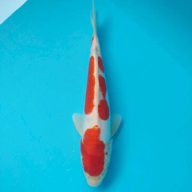 Doitsu kohaku murni 28cm