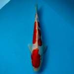 Doitsu kohaku murni 28cm